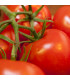 BIO Rajče tyčkové Serrat F1 - Solanum lycopersicum - prodej bio semen - 5 ks
