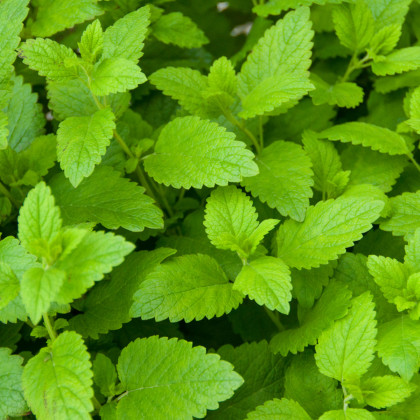 BIO Meduňka - Melissa officinalis - prodej bio semen -  0,2 g