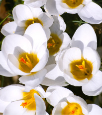 Krokus Ard Schenk - Crocus chrysanthus - prodej cibulovin - 3 ks