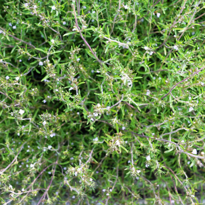 BIO Saturejka zahradní - Satureja hortensis - prodej bio semen - 600 ks