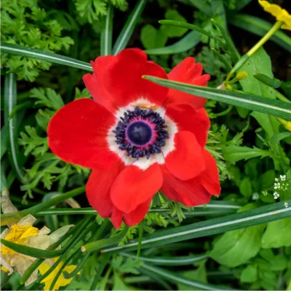 Sasanka Hollandia - Anemone - prodej cibulovin - 3 ks