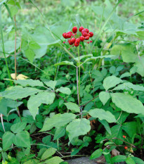 Ženšen pravý Ginseng - Panax ginseng - prodej semen - 2 ks