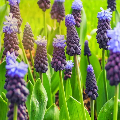 Modřenec širokolistý - Muscari latifolium - prodej cibulovin - 5 ks