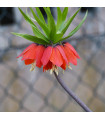 Řebčík královský červený - Fritillaria imperialis rubra - prodej cibulovin - 1 ks