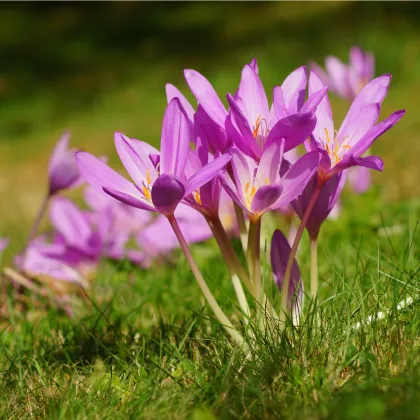 Ocún podzimní - Colchicum autumnale - prodej cibulovin - 1 ks