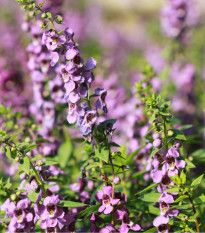 Yzop lékařský růžový - Hyssopus officinalis - prodej semen - 100 ks