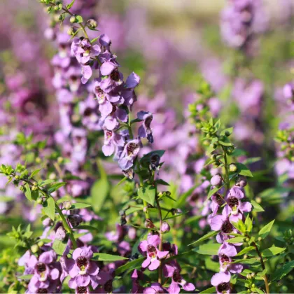 Yzop lékařský růžový - Hyssopus officinalis - prodej semen - 100 ks