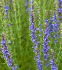 Yzop lékařský modrý - Hyssopus officinalis - prodej semen - 200 ks