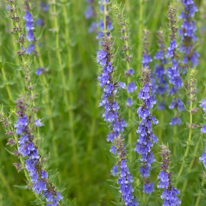 Yzop lékařský modrý - Hyssopus officinalis - prodej semen - 200 ks