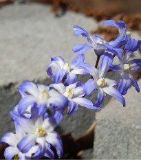 Ladonička bělomodrá - Chionodoxa forbesi blue - prodej cibulovin - 5 ks