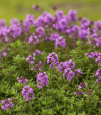 Tymián francouzský letní - Thymus vulgaris - prodej semen - 50 ks