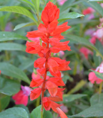 Šalvěj zářivá Blaze of Fire - Salvia splendens - prodej semen - 15 ks