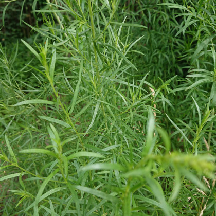 Pelyněk kozalec Estragon - Artemisia dracunculus - prodej semen - 300 ks