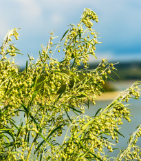 Pelyněk pravý - Artemisia Absinthium - prodej semen - 250 ks