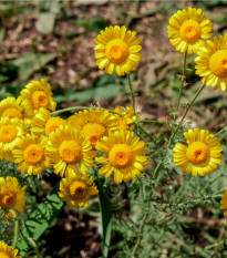 Rmen barvířský - Anthemis tinctoria - prodej semen - 500 ks