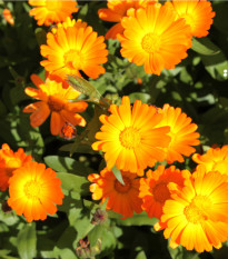 Měsíček lékařský Pacific Beauty - Calendula officinalis - prodej semen - 30 ks