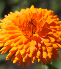 Měsíček lékařský Oranžová koule - Calendula officinalis - prodej semen - 65 ks