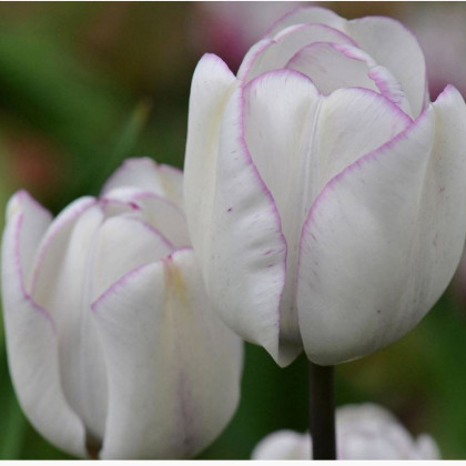 Tulipán Shirley - Tulipa - cibuloviny - 3 ks