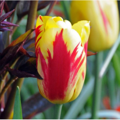 Tulipán Washington - Tulipa - prodej cibulovin - 3 ks