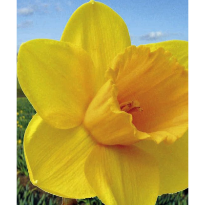 Narcis Trelawney zlatý - Narcissus L. - cibuloviny - 3 ks