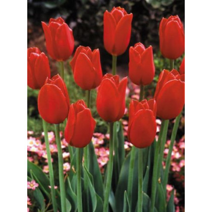 Tulipán Blood red - Tulipa - cibuloviny - 3 ks
