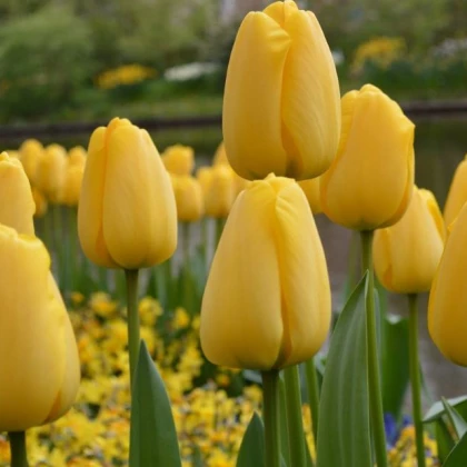 Tulipán Candela - holanské tulipýny - cibuloviny - 3 ks