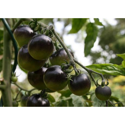 Rajče Indigo Apple - Solanum lycopersicum - prodej semen  - 7 ks