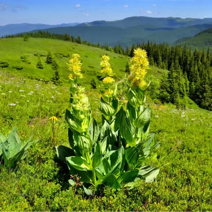 Hořec žlutý - Gentiana lutea - prodej semen - 8 ks