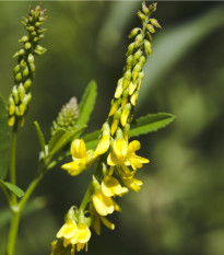 Komonice lékařská - Melilotus officinalis - prodej semen - 30 ks