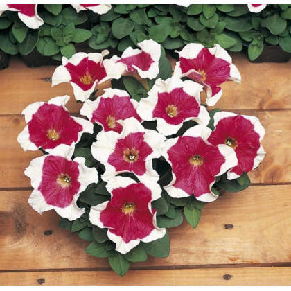 Petúnie mnohokvětá Red Frost F1 - Petunia multiflora - prodej semen - 20 ks