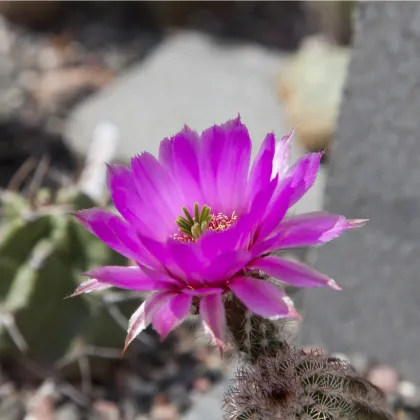 Kaktus - Echinocereus reichenbachii - prodej semen - 8 ks