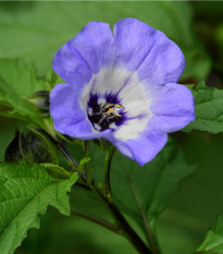 Lilík mochyňovitý - Nicandra physalodes - prodej semen - 10 ks