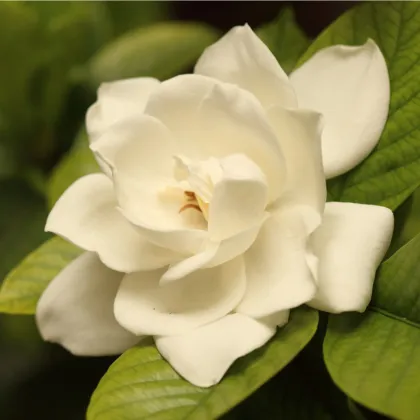 Gardénie - Gardenia jasminoides - prodej semen - 6 ks