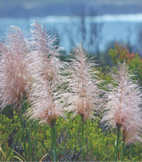 Pampová tráva růžová - Pampas Cortaderia selleona - prodej semen - 10 ks