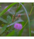 Citlivka stydlivá - Mimóza - Mimosa pudica - prodej semen - 5 ks