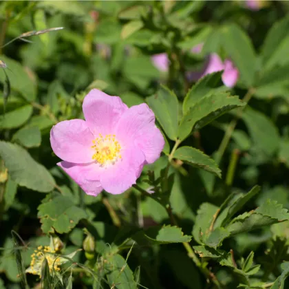 Semínka růže - Rosa nutkana - Růže nutkanská - prodej semen -  5 ks