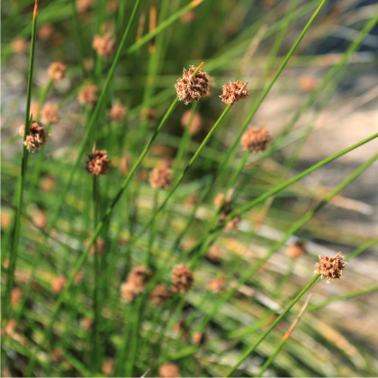 Ozdobná tráva - Ficinia nodosa - prodej semen - 10 ks