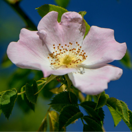 Růže šípková - Rosa canina - prodej semen - 5 ks