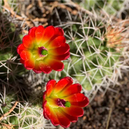 Kaktus - Echinocereus triglochidiatus - prodej semen - 8 ks