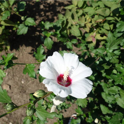 Ibišek syrský bílý - Hibiscus syriacus - prodej semen - 12 ks