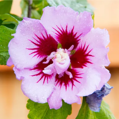 Ibišek syrský fialový - Hibiscus syriacus - prodej semen - 12 ks