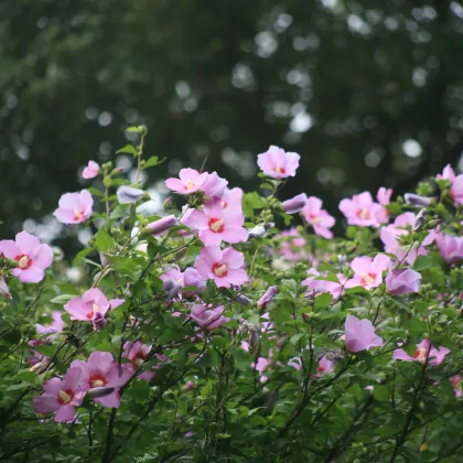 Ibišek syrský fialový - Hibiscus syriacus - prodej semen - 12 ks