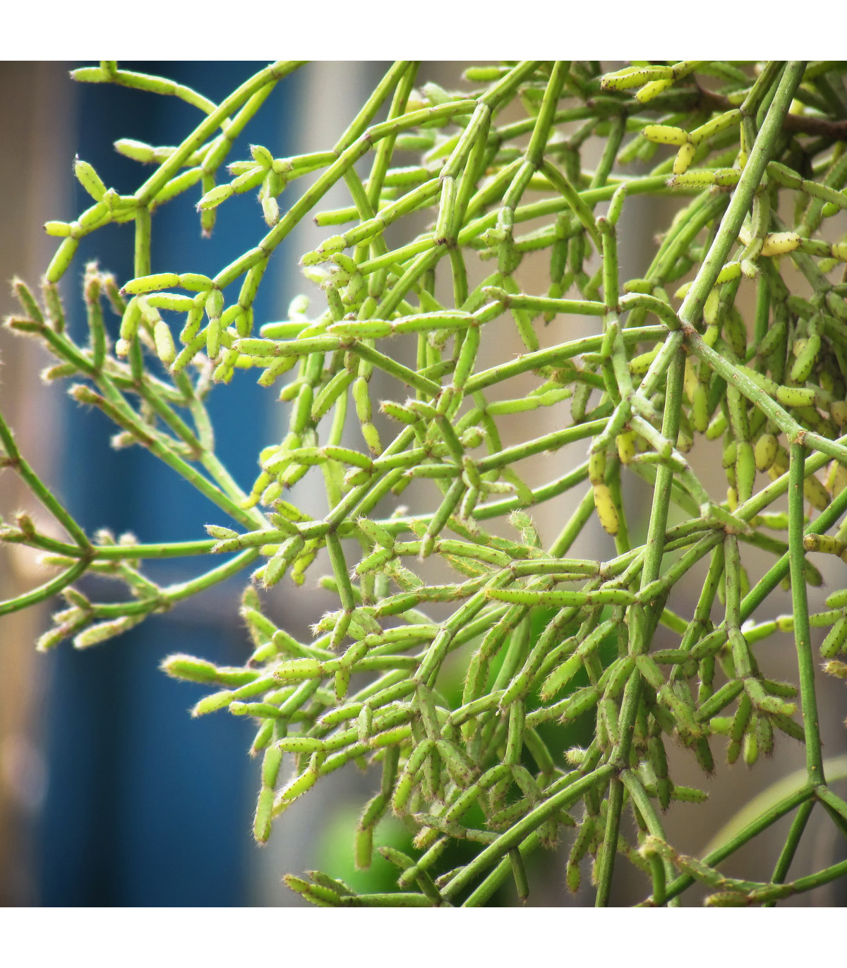 Kaktus velikonoční - Rhipsalis - prodej semen - 5 ks