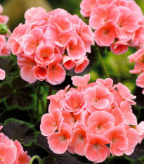 Muškát páskatý Nekita Salmon F1 - Pelargonium zonale - prodej semen - 4 ks