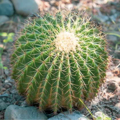 Echinokaktus Grusonův - Zlatá koule - Echinocactus grusonii - prodej semen - 8 ks