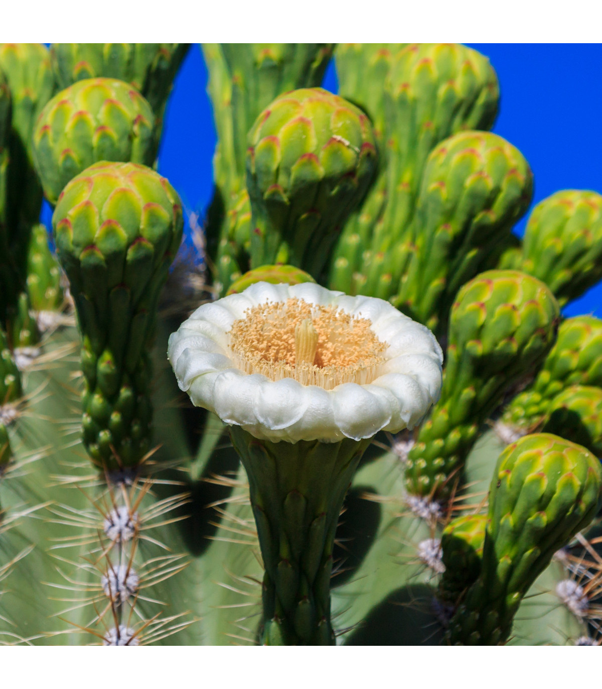 Kaktus svícnovitý - Saguaro - Carnegiea gigantea - prodej semen - 5 ks