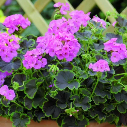 Muškát páskatý Nekita Pink F1 - Pelargonium zonale - prodej semen - 4 ks