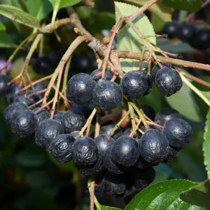 Černý jeřáb - Aronia melanocarpa - prodej semen - 7 ks