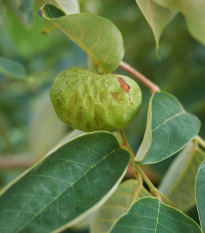 Anona čerimoja - Anona cherimoia - prodej semen - 5 ks