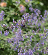 Šanta kočičí - Nepeta cataria - prodej semen - 15 ks